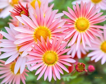 Chrysanthemum Flower Photo Print: Nature Photography, Pink Floral Summer Garden Wall Art