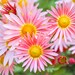 see more listings in the Flower and Plant Prints section