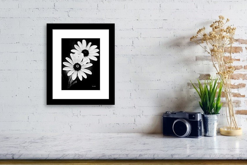 Black and White Daisy Flowers Print: Fine Art Photography, Floral