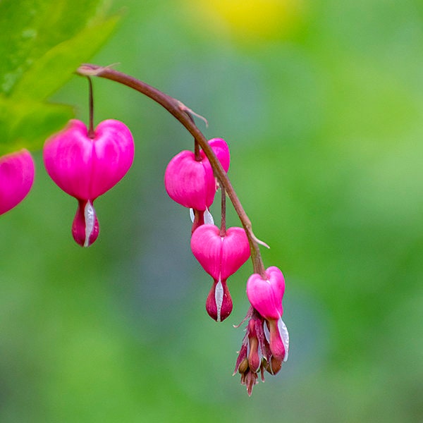 Bleeding Hearts Flowers Spring Flower Photography, Fine Art Photography ...