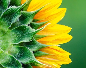 Sunflower Photo Print: Yellow Flower Photography, Farmhouse Wall Art