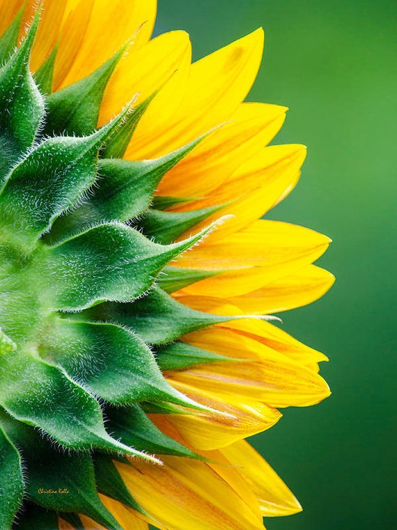 Sunflower Print Flower Photography Flower Decor