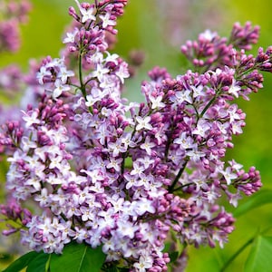 Lilac Flower Prints Nature Photography Wall Art, Flower Photography Lilacs Fine Art Photo, Pictures of Purple Flowers Lavender Lilac Decor