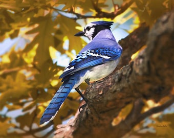 Fall Blue Jay Bird Print Nature Photography Bluejay Prints, Fine Art Photography Autumn Blue Jay Wall Art, Bird Pictures Bird Lover Gift