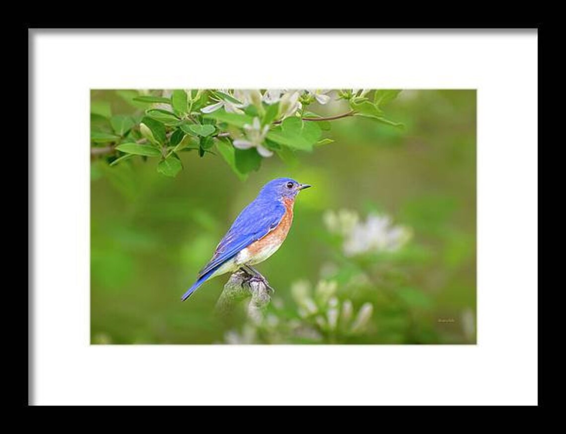 Bluebird Photo Eastern Bluebird Print Bird Photography, Wildlife Wall ...