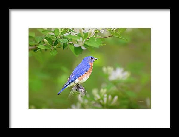 Bluebird Photo Eastern Bluebird Print Bird Photography, Wildlife Wall ...