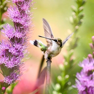 Hummingbird And Flowers Nature Photography Hummingbird Nursery Decor, Fine Art Photography Hummingbird Print, Bird Lover Wall Art Gifts image 2