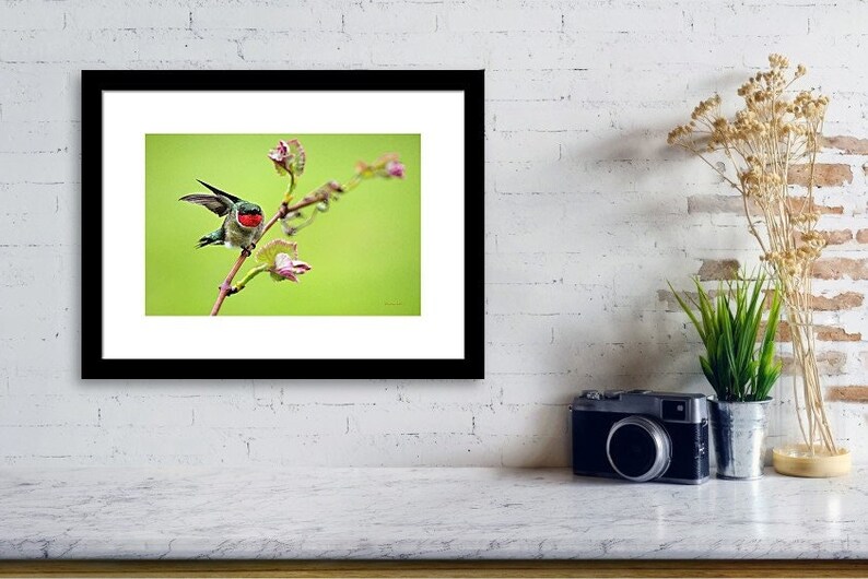 Hummingbird Gift Male Hummingbird Nature Photography, Bird Photo Hummingbird Art, Fine Art Photography Nature Pictures image 3