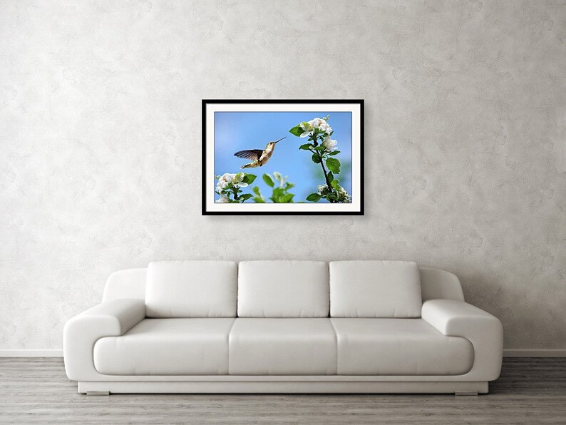 Hummingbird Print Nature Photography Wall Art, Spring Hummingbird Bird Art Fine Art Photography, Bird Gifts for Women Blue Wall Art Decor image 5