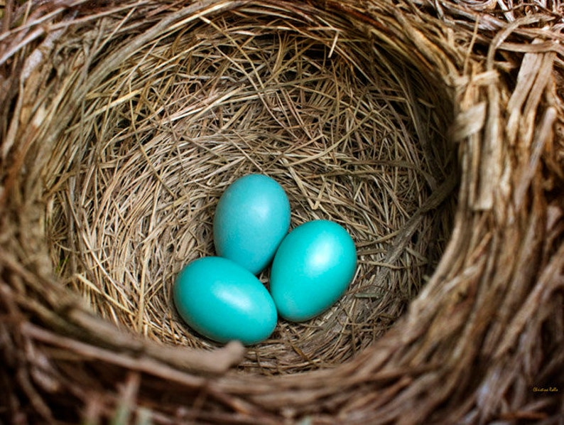 Bird Nest Nature Photography Nest Wall Art Photo Prints Birds | Etsy