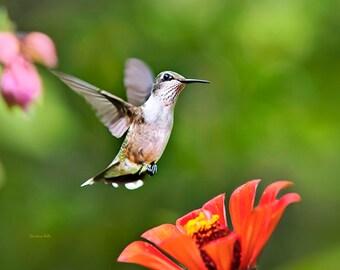 Bird Picture Hummingbird Photography Print, Ruby Throated Hummingbird Fine Art Nature Photography, Summer Wall Art Hummingbird Picture