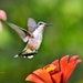 see more listings in the Hummingbird Prints section