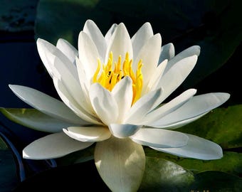 Water Lily Photo Print: Tropical Flower Photography, Square Wall Art