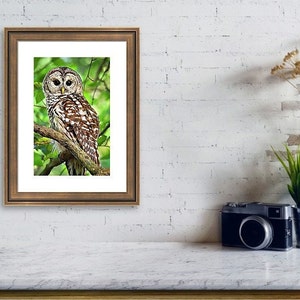 May include: A barred owl with brown and white feathers perches on a branch in a green leafy woodland. The owl has large yellow eyes and is looking directly at the camera.