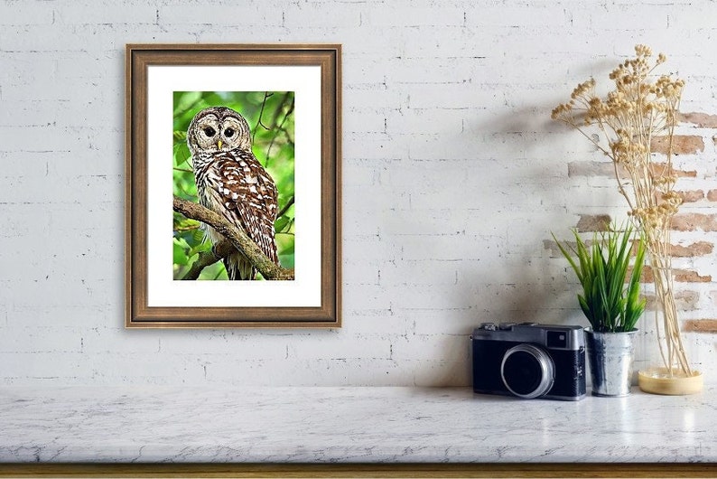 May include: A barred owl with brown and white feathers perches on a branch in a green leafy woodland. The owl has large yellow eyes and is looking directly at the camera.