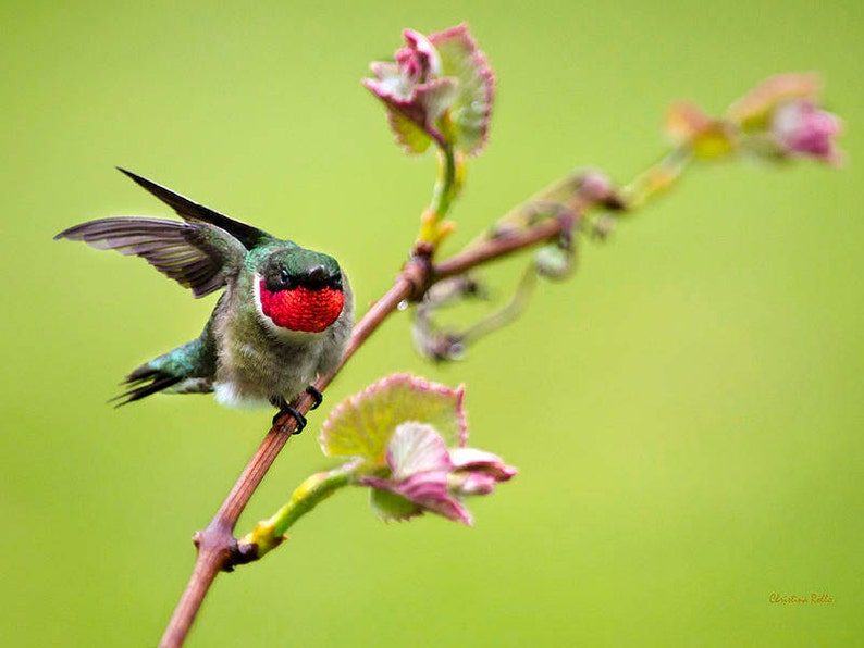 Male Ruby Throated Hummingbird Portrait