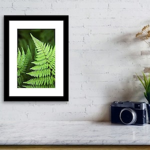 Fern Print Tropical Fern Art Botanical Art Print, Green Fern Leaves Nature Photography Botanical Wall Art, Fine Art Photography Plant Prints image 3