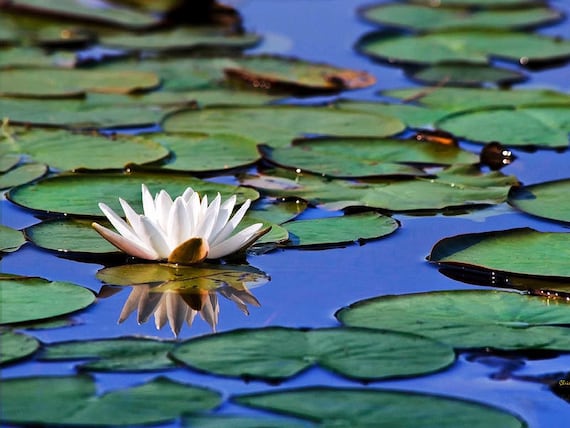 Water Lily Wall Art Tropical Flowers Water Lily Photo Print Etsy Water Lily Wall Art Tropical Flowers Water Lily Photo Print Etsy