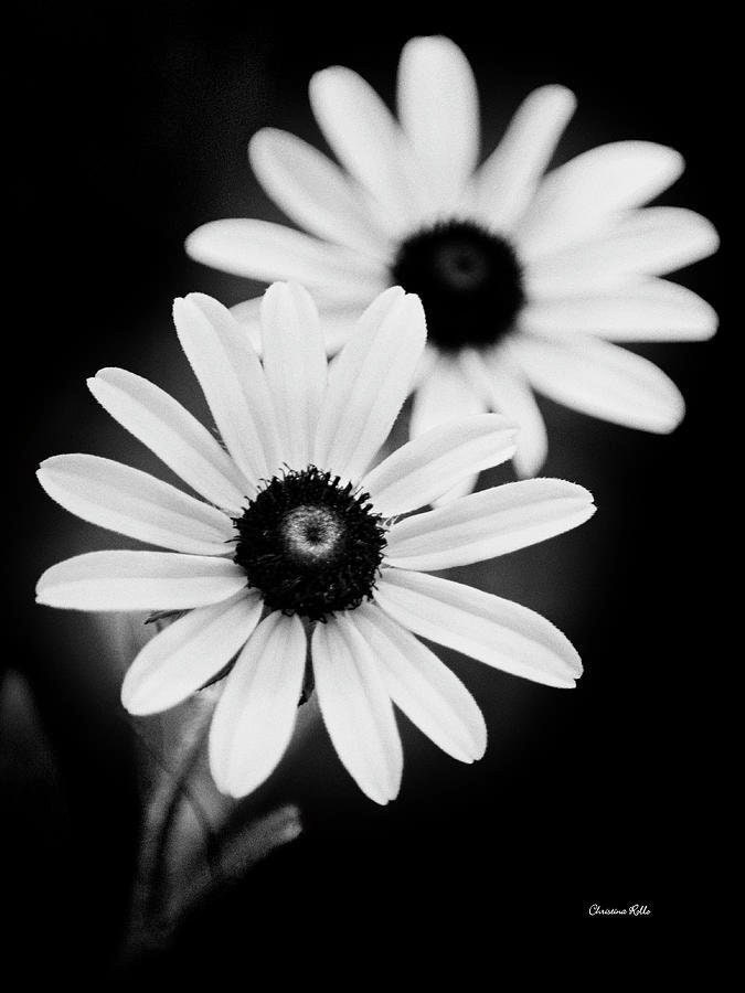 Black and White Flower Picture Floral Print Daisy Flower Decor