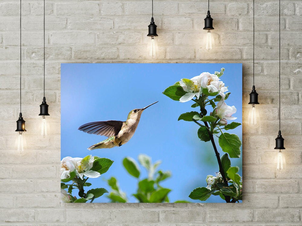 Canvas Art Hummingbird Hummingbird Wall Art Wall Art Canvas Etsy