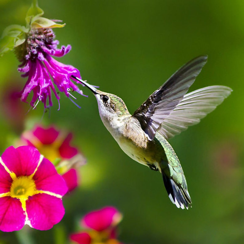 Fine Art Photography Hummingbird Photo Print, Hummingbird Art Bird ...