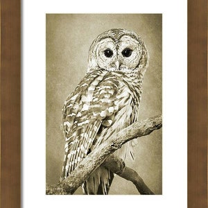 May include: A barred owl with brown and white feathers perched on a branch. The owl has large, dark eyes and a serious expression.