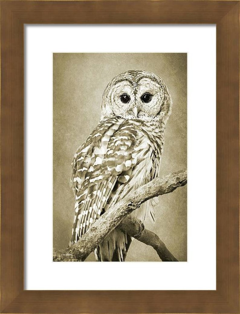 May include: A barred owl with brown and white feathers perched on a branch. The owl has large, dark eyes and a serious expression.