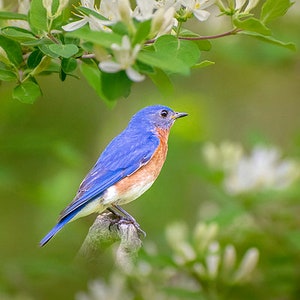 Bluebird Photo Eastern Bluebird Print Bird Photography, Wildlife Wall ...