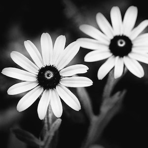 May include: Two black and white daisies with white petals and dark centers against a black background.