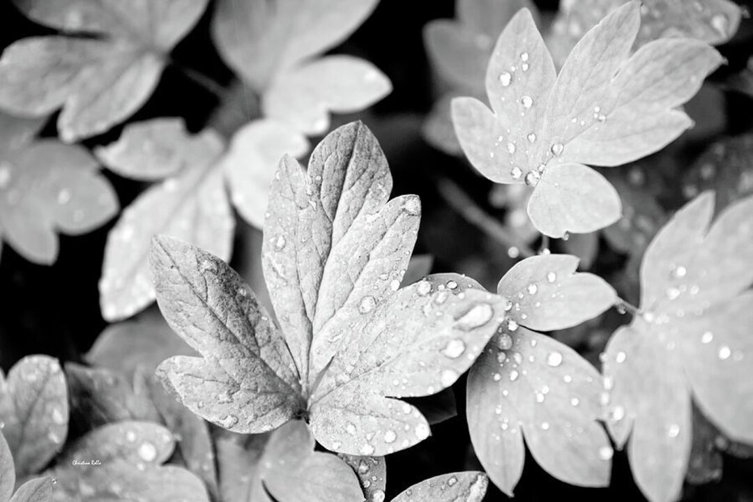 Black and White Leaves Wall Art: Abstract Nature Photography Print ...