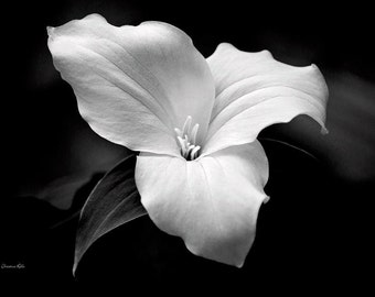 Black and White Trillium Flower Photo Fine Art Photography: Neutral Floral Wall Decor