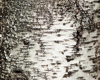 Birch Tree Nature Abstract Photography Print: Natural Texture and Earth Tones, Rustic Wall Art