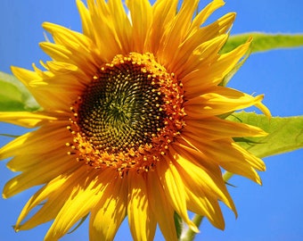 Sunflower Photo Yellow Sunflower Print Fine Art Photography, Garden Sunflower Wall Art Summer Sunflower Photo, Nature Photo Flower Pictures