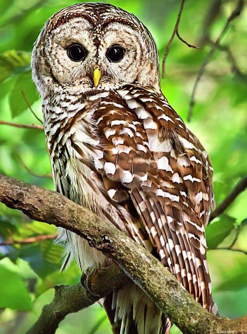 May include: Close-up view of a barred owl perched on a tree branch. The owl's plumage is predominantly brown and white, with distinct barring patterns on its feathers. Its large, dark eyes are prominent, and it has a small, yellow beak. The background is blurred, showing green foliage.