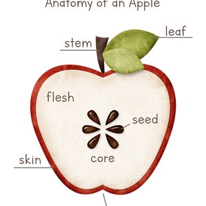 Apple Anatomy, Parts of an Apple Poster, Digital Print, INSTANT DOWNLOAD