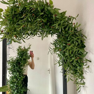 Peut inclure: Une guirlande de branches d'olivier vertes avec de petites olives brunes, drap&eacute; sur un miroir encadr&eacute; noir.