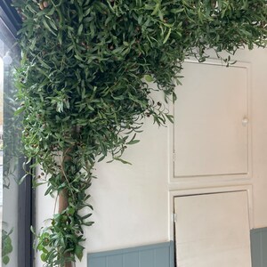 Peut inclure: Une plante verte feuillue avec de petites baies brunes poussant sur un mur blanc avec une porte blanche et un panneau bleu en dessous.