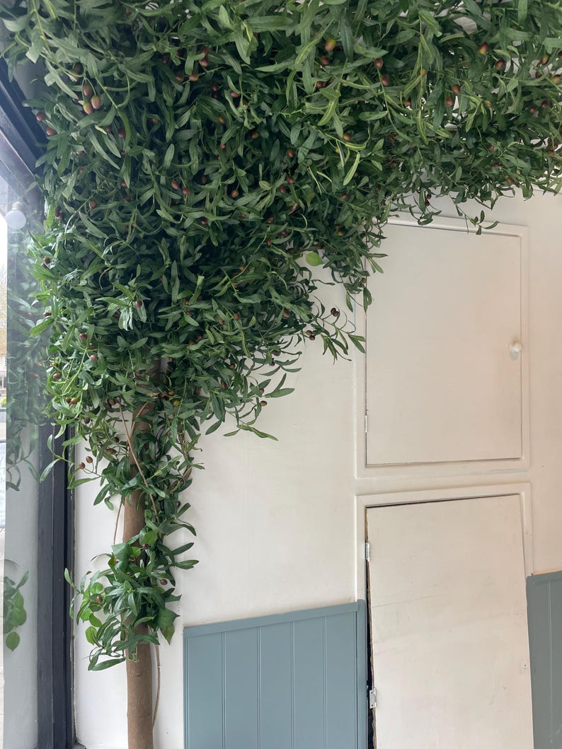 Peut inclure: Une plante verte feuillue avec de petites baies brunes poussant sur un mur blanc avec une porte blanche et un panneau bleu en dessous.