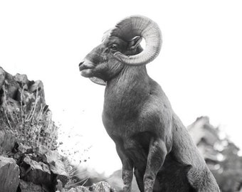 Vintage Icon-Fine Art Phhotography-Wildlife Photography-Bighorn Sheep-Vintage Look-Black and White-Nature-Home Decor-Office Decor