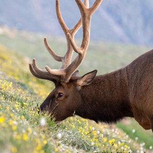 Graze In Portrait-Fine Art-Wildlife Photography-Rocky Mountains-Elk-Nature-Natural Beauty-Summer-Natural-Home Decor-Office Decor-Photo Print