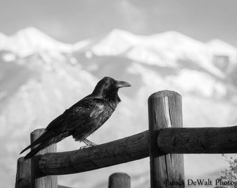 Spirit Of Lore-Fine Art-Wildlife Photography-Bird Photography-Raven-Icon-Wise-Nature-Natural Beauty-Black And White-Home Decor-Office Decor