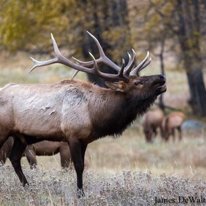 Harem Lord-Fine Art-Wildlife Photography-Rocky Mountains-Elk-Nature-Fall-Seasonal-Natural-Home Decor-Office Decor-Photo Print