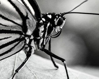 Butterfly Noire-Fine Art Photography-Macro Photography-Butterfly-Black and White-Nature-Natural Beauty-Home Decor-Office Decor