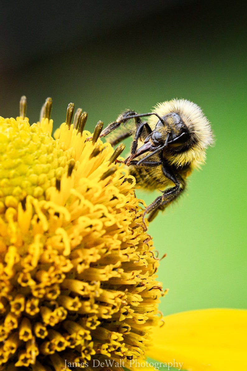 Spreading Life-Fine Art-Insect Photography-Macro Photography-Bumble Bee-Nature-Summer-Natural Beauty-Life-Pollenator-Home Decor-Office Decor image 1