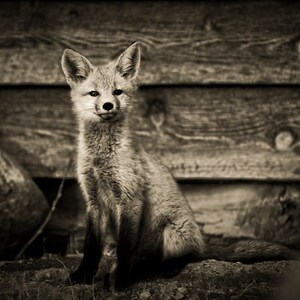 Proud Kit-Fine Art-Wildlife Photography-Fox-Portrait--Home Decor-Black And White--Office DecorPhoto Print