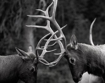 Aspiring Warrior-Fine Art Photography-Wildlife Photography-Elk-Sparring-Black and White-Nature-Natural Beauty-Home Decor-Office Decor