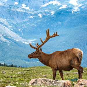 High Country Majesty-Fine Art-Wildlife Photography-Rocky Mountains-Bull Elk-Majestic-Natural Beauty-Home Decor-Office Decor-Photo Print