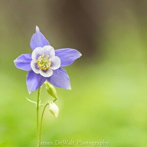 Solitary Grace-Fine Art Photography-Floral Photography-Wildflowers-Columbine-Pastel Colors-Nature-Natural Beauty Home Decor-Office Decor