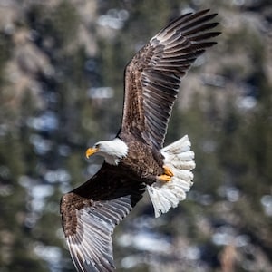 Soaring Free-Fine Art-Wildlife Photography-Bird Photography-Bald Eagle-Majestic-Flight-Natural Beauty-Home Decor-Office Decor-Photo Print