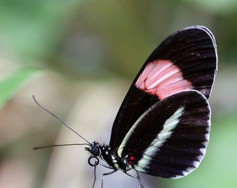 Delicate-Fine Art Photography-Macro Photography-Butterfly-Nature-Natural Beauty-Home Decor-Office Decor